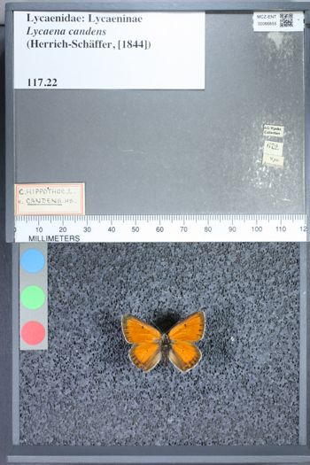 Media type: image;   Entomology 66655